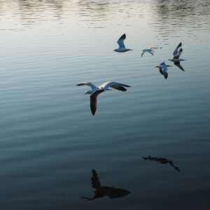 birds image