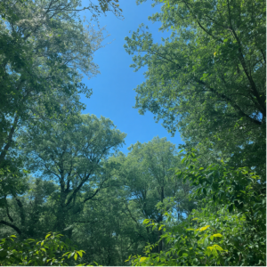 treeline image